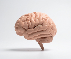 Brain Health - You Drug Mart Brain Health