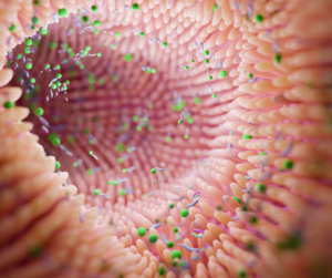 foods with probiotics - You Drug Mart foods with probiotics