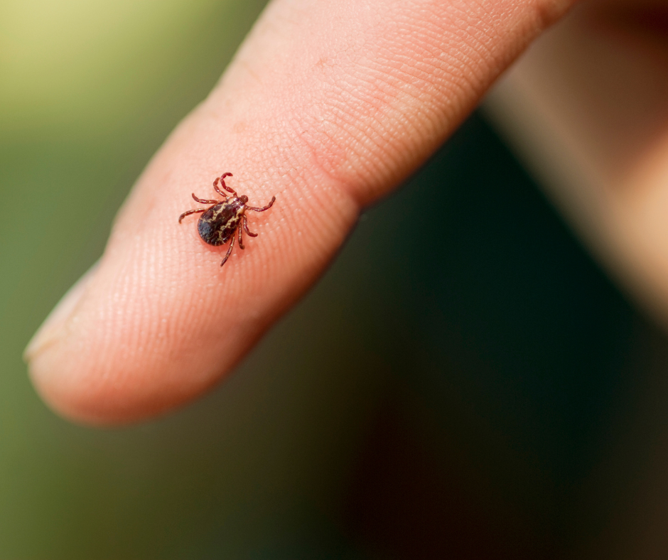 human tick prevention